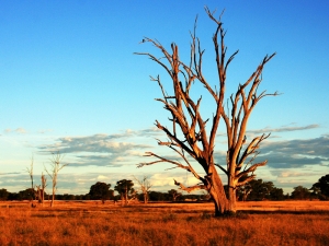 KÜRESEL BELA - KÜRESEL ISINMA 